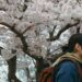 Mirai Moriyama as Takashi Toyama walking past a cherry blossom tree in Great Absence